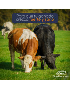 alimentos balanceados